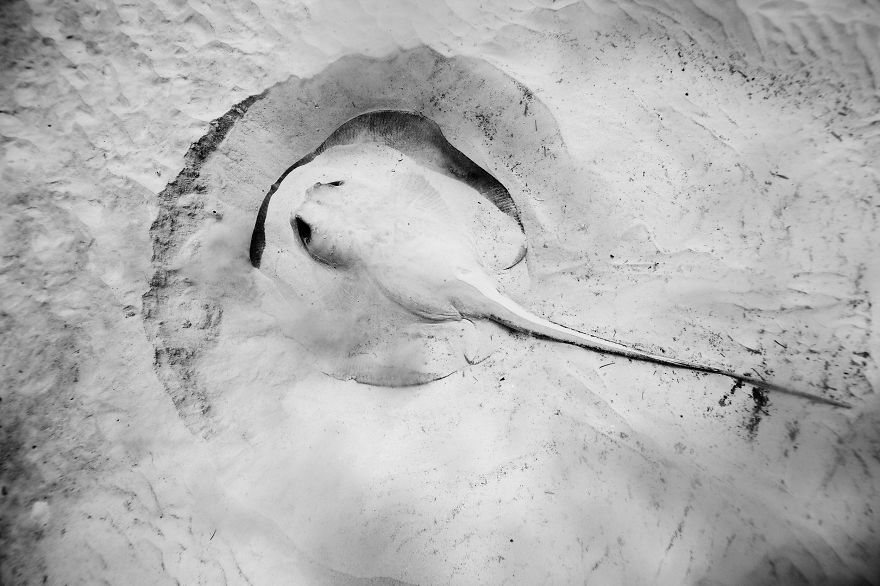 I Left My Comfort Zone And Started Photographing Underwater Life