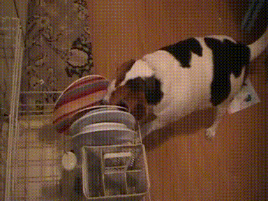 Funny Pets Helping With The House Cleaning