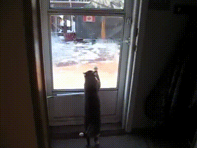 Funny Pets Helping With The House Cleaning