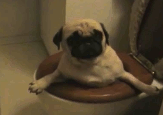 Funny Pets Helping With The House Cleaning