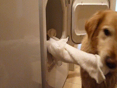 Funny Pets Helping With The House Cleaning