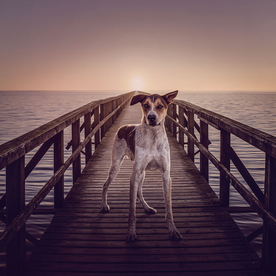 Surreal Rescue Dogs Finally Get Their Own Book!