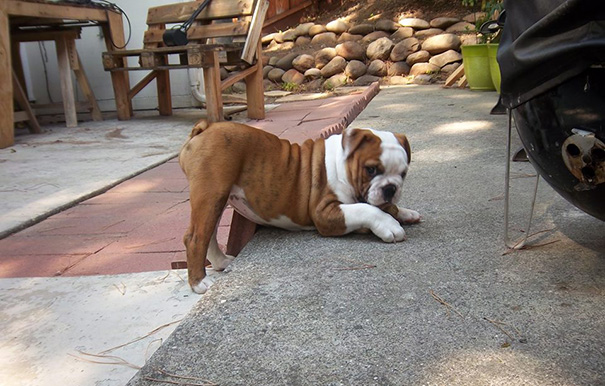 Stella, The Sexy Seductress