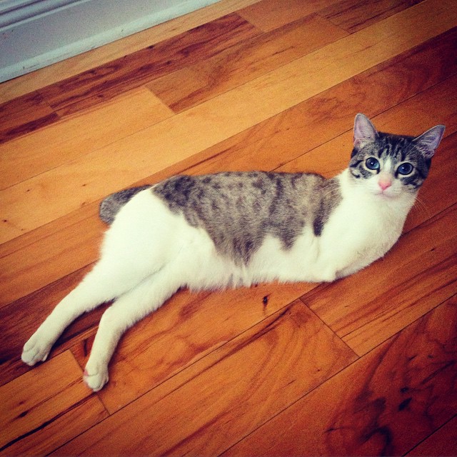 adopted-cat-hops-two-legs-instagram-celebrity-roux-1 adopted-cat-hops-two-legs-instagram-celebrity-roux-1