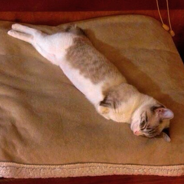 adopted-cat-hops-two-legs-instagram-celebrity-roux-12 adopted-cat-hops-two-legs-instagram-celebrity-roux-12