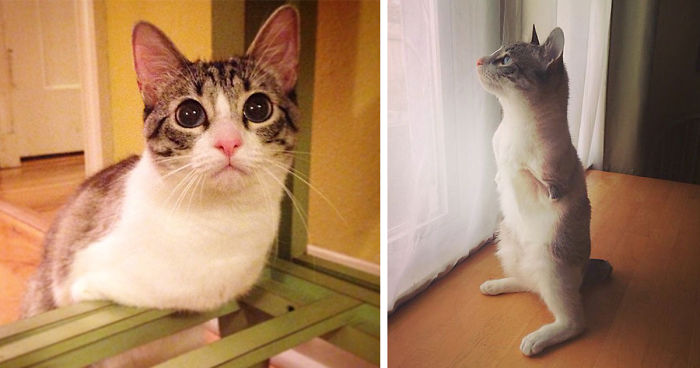 Roux The Adopted Two-Legged Bunny-Cat Is Instagram’s Latest Sensation