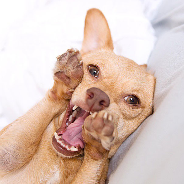 adopted-disabled-dog-daisy-underbite-unite-12 adopted-disabled-dog-daisy-underbite-unite-12