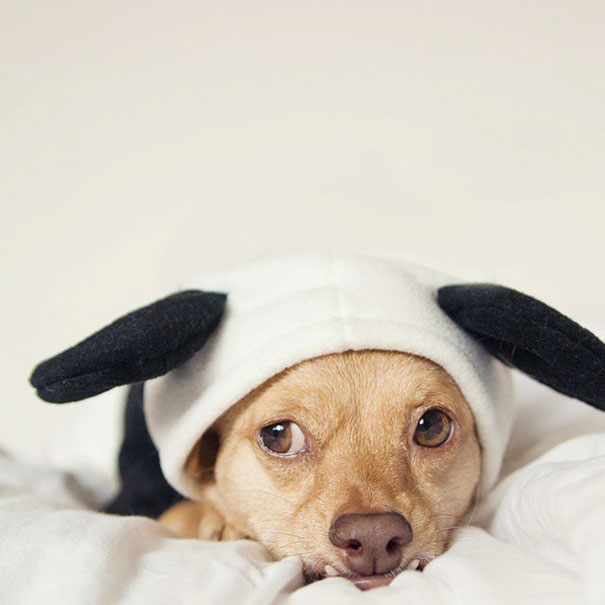 adopted-disabled-dog-daisy-underbite-unite-14 adopted-disabled-dog-daisy-underbite-unite-14