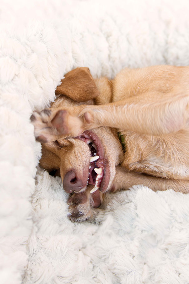 adopted-disabled-dog-daisy-underbite-unite-2 adopted-disabled-dog-daisy-underbite-unite-2