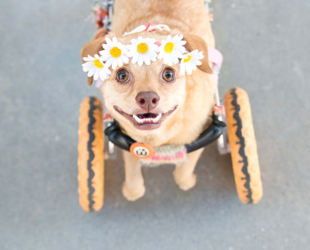 adopted-disabled-dog-daisy-underbite-unite-3 adopted-disabled-dog-daisy-underbite-unite-3