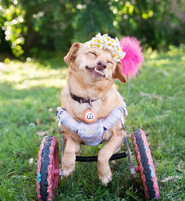 adopted-disabled-dog-daisy-underbite-unite-4 adopted-disabled-dog-daisy-underbite-unite-4