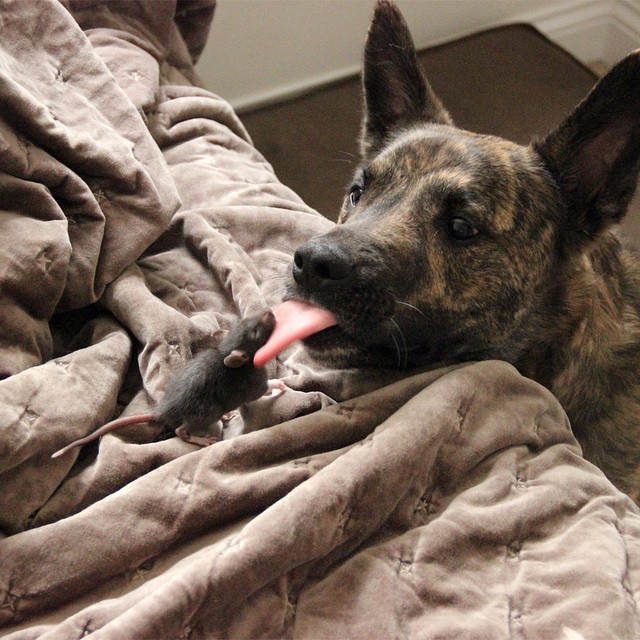 This Rescued Pet Rat And Dog Are The Best Buddies Ever