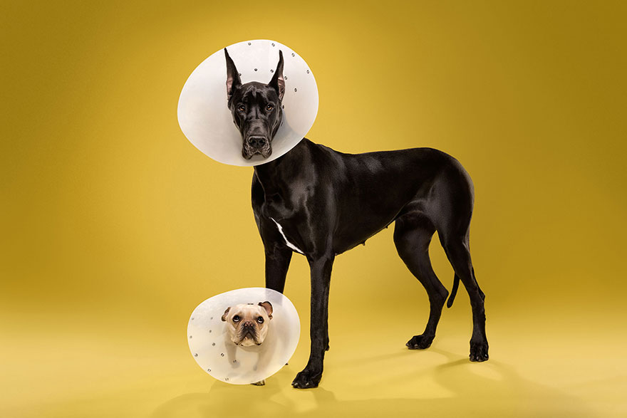 animal-portraits-pet-cone-timeout-ty-foster-2 animal-portraits-pet-cone-timeout-ty-foster-2