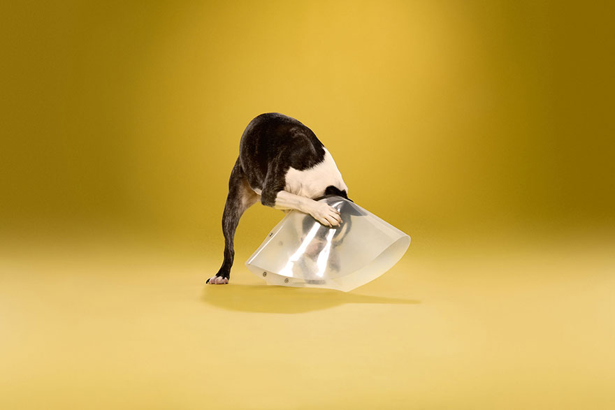 animal-portraits-pet-cone-timeout-ty-foster animal-portraits-pet-cone-timeout-ty-foster