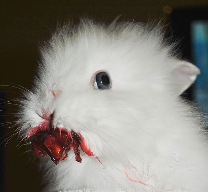 Rabbit Eating Cherry.