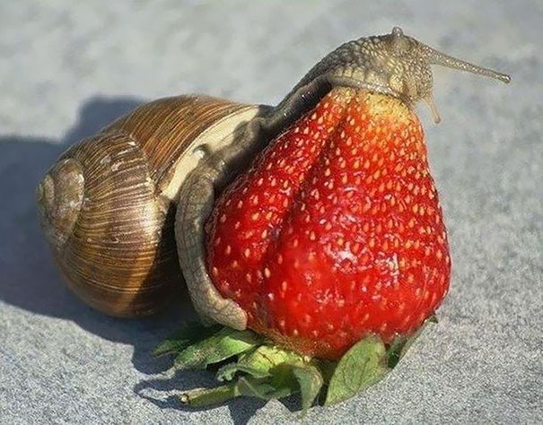 Snail Eating Strawberry