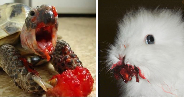 22 Animals Eating Berries Look Like Horror Movie Monsters