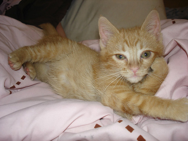 Sultry French Kitten