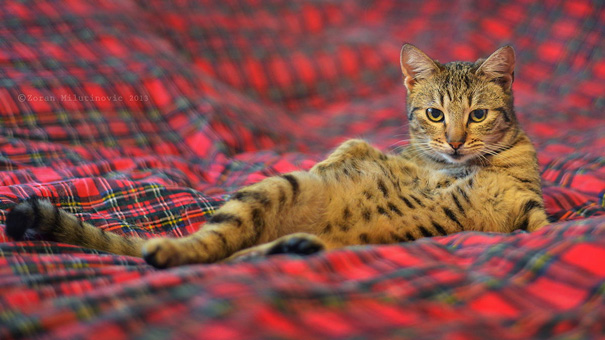 Draw Me Like One Of Your French Girls