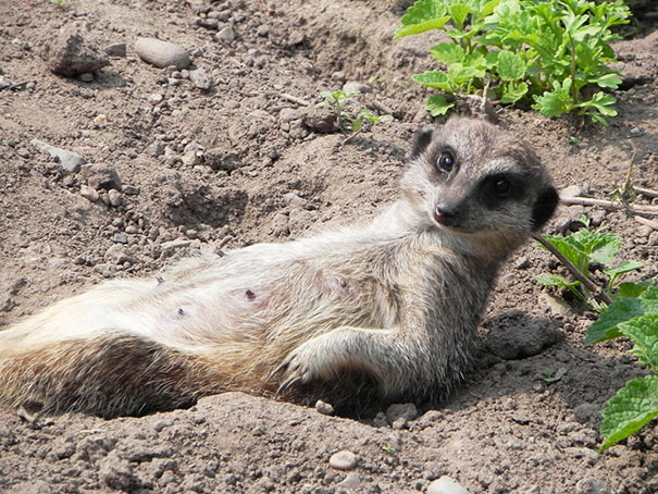 Draw Me Like One Of Your French Girls, Jack