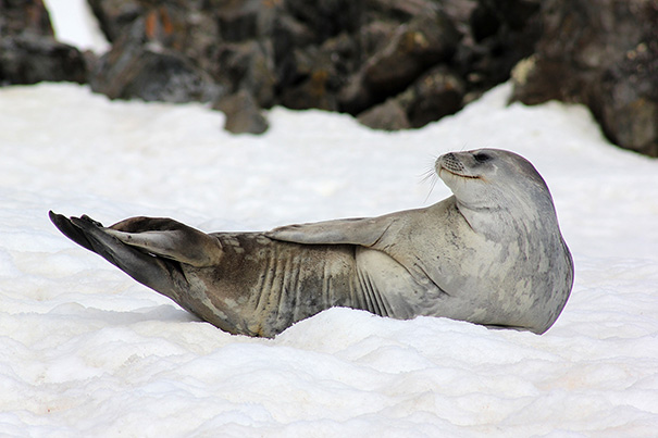A Lazy Weddel Seal In Antarctica
