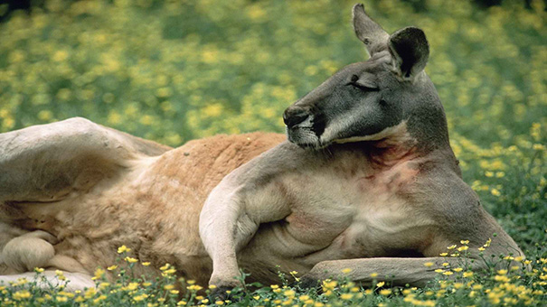 Draw Me Like One Of Your French Ladies