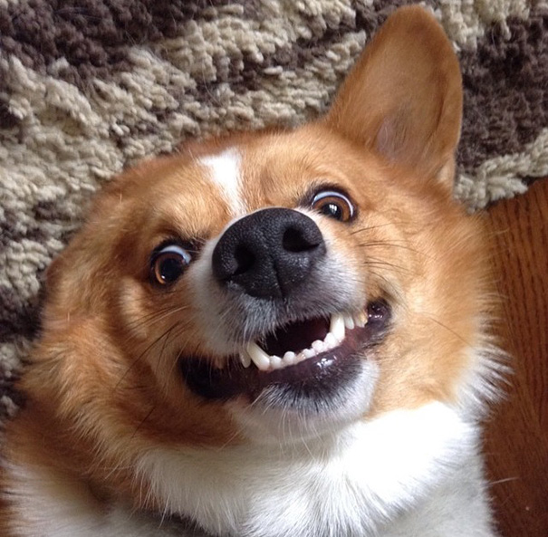 When I Said "Chester, Smile For The Camera", This Was The Result