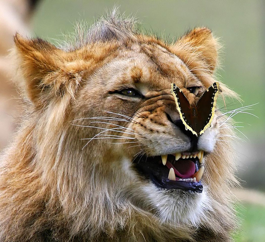 Lion with a butterfly resting on its nose, showcasing animals with butterflies that look like Disney characters in real life.