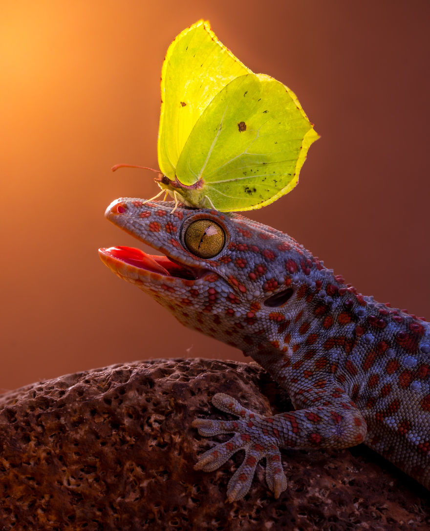 Gecko with a yellow butterfly on its head, creating a magical scene of animals with butterflies in nature.