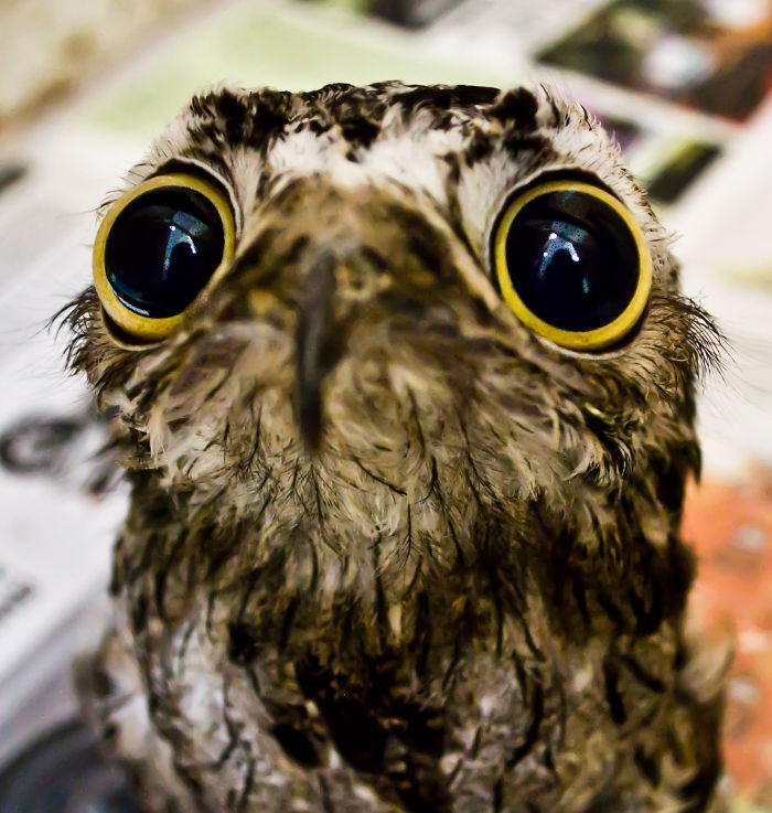 Potoo Bird