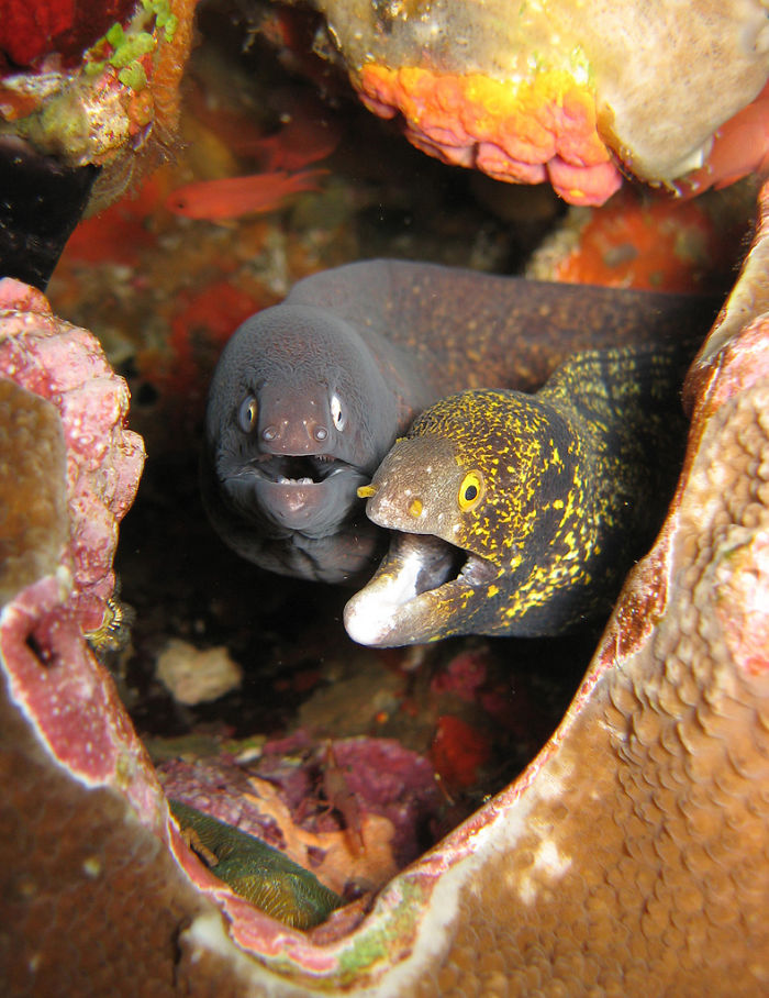 Moray Eel Pair