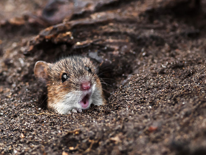 Shocked Mouse