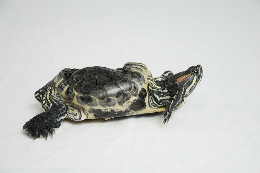 audrey-rescued-turtle-little-resq (11) audrey-rescued-turtle-little-resq (11)