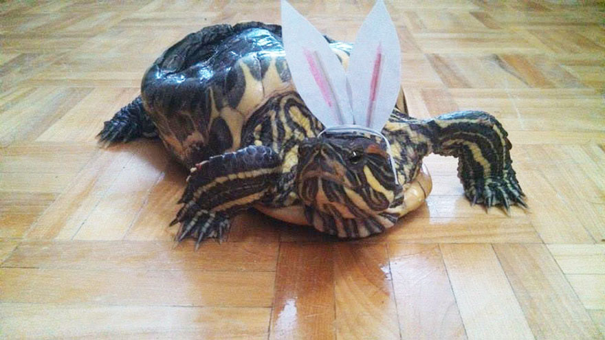 audrey-rescued-turtle-little-resq (13)