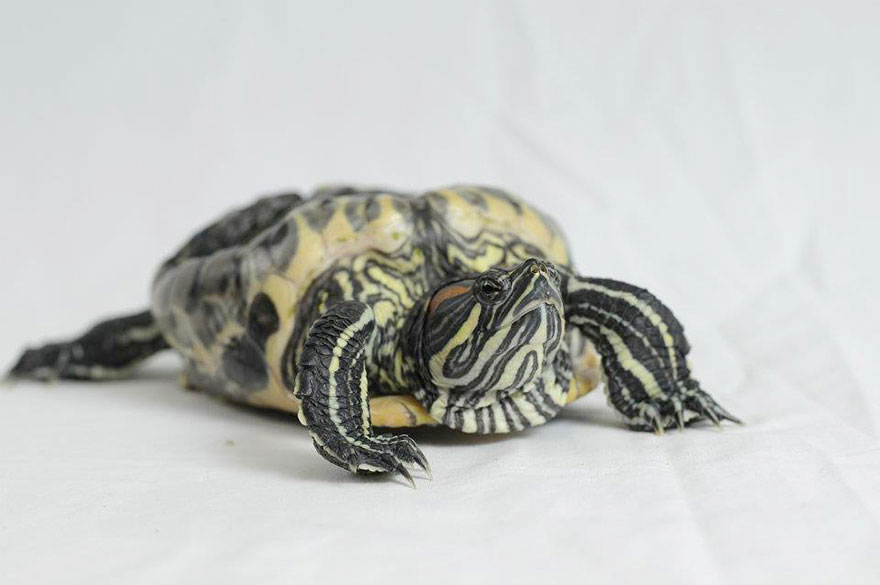 audrey-rescued-turtle-little-resq (2) audrey-rescued-turtle-little-resq (2)