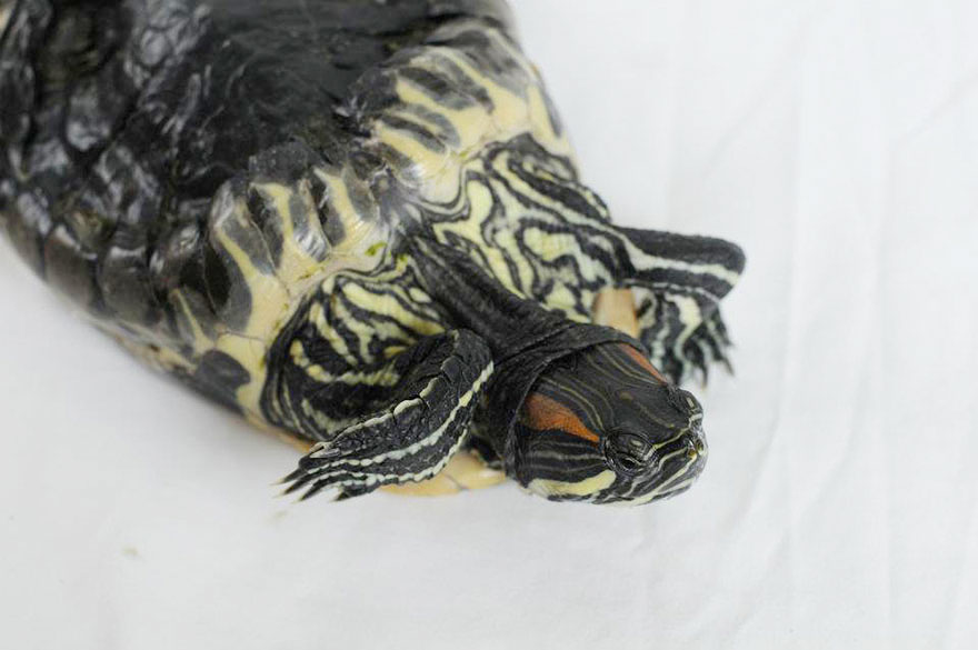 audrey-rescued-turtle-little-resq (3) audrey-rescued-turtle-little-resq (3)