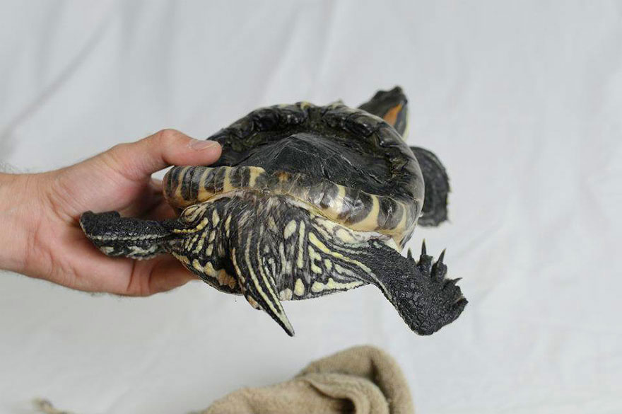 audrey-rescued-turtle-little-resq (4) audrey-rescued-turtle-little-resq (4)