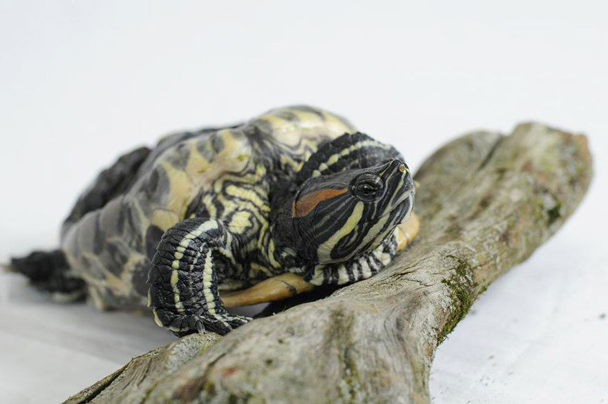 audrey-rescued-turtle-little-resq (5) audrey-rescued-turtle-little-resq (5)
