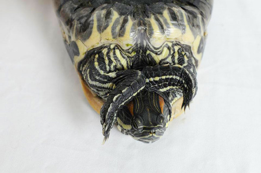 audrey-rescued-turtle-little-resq (6)