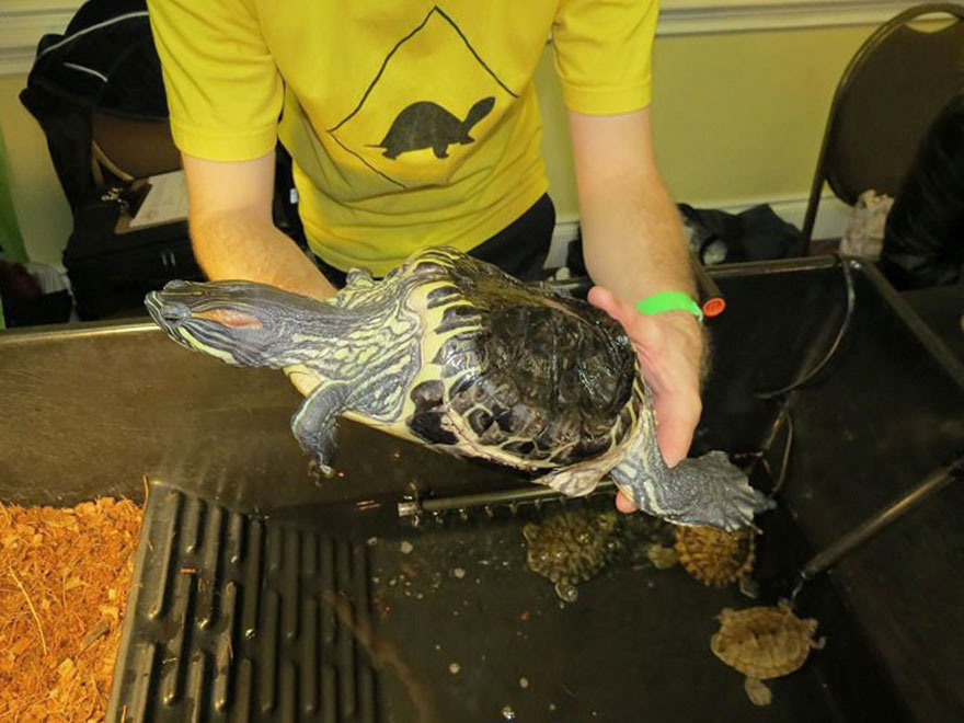 audrey-rescued-turtle-little-resq (7)