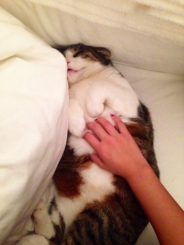 Merlin Enjoying A Good Old Belly Rub