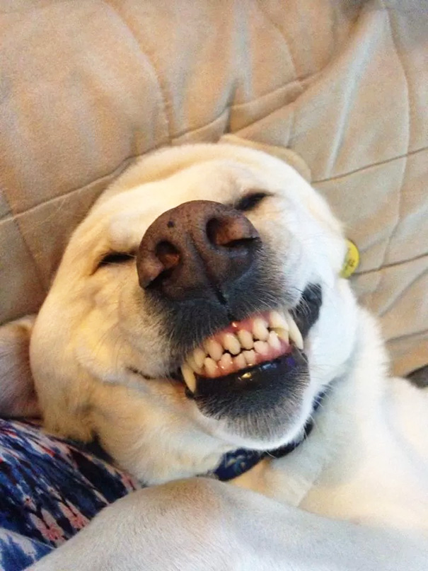 My Dog Every Time He Gets A Belly Rub