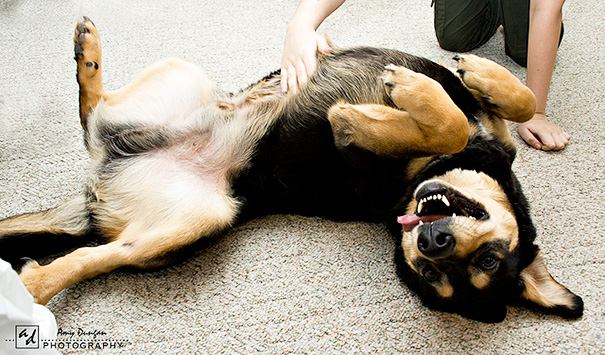 My Dog's Favorite Thing... A Belly Rub