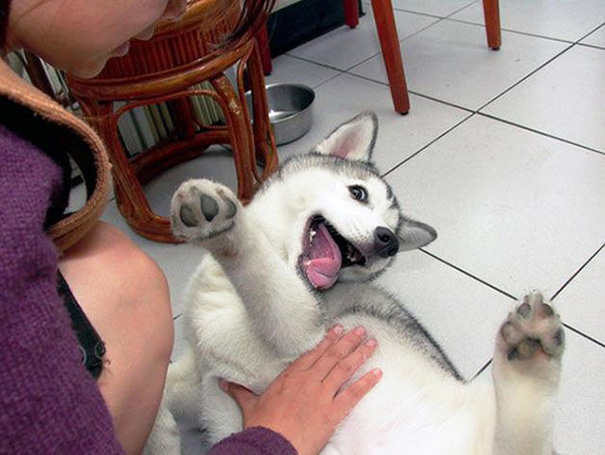 Who Doesn't Love A Good Belly Rub?