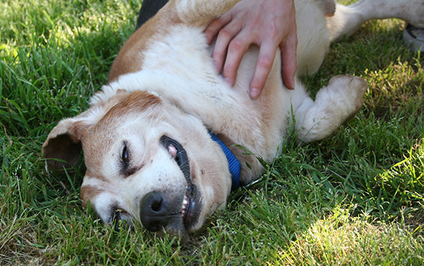 More Sweet Belly Rubs, He Is As Happy As Can Be