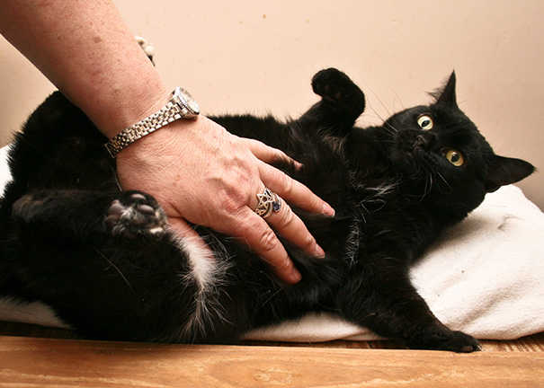 She Loves The Belly Rubs