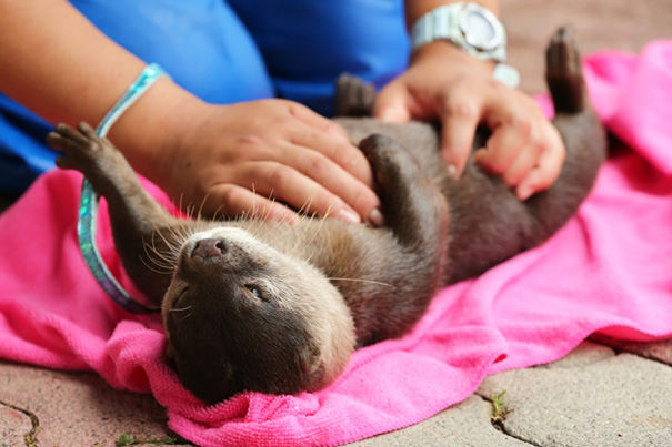 Otter Gets A Luxurious Belly Rub