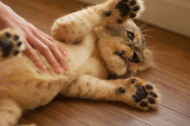Lion Cub Cuddles