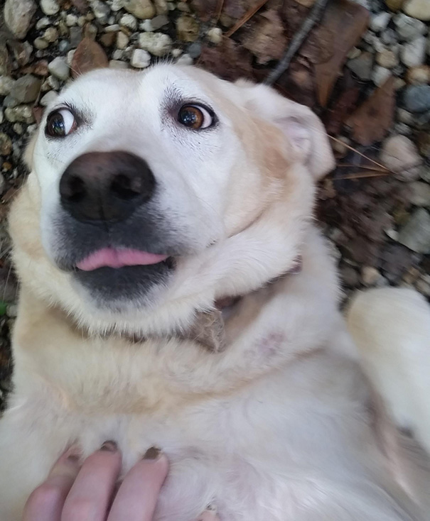 I'm Getting A Relaxing Belly Rub And Someone Suddenly Shows Up With Pizza