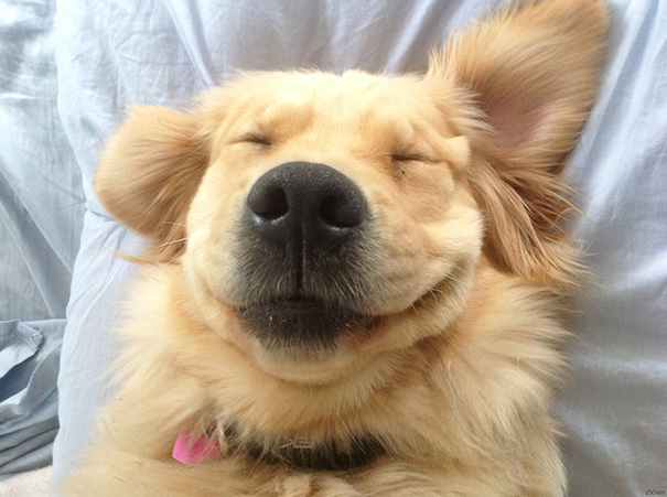 The Face Of A Belly-rub In Progress